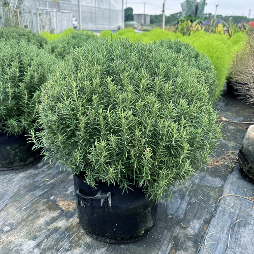 迷迭香盆栽 可食用香草基地直发  匍匐迷迭香 耐寒易养香草 包邮 - 图2