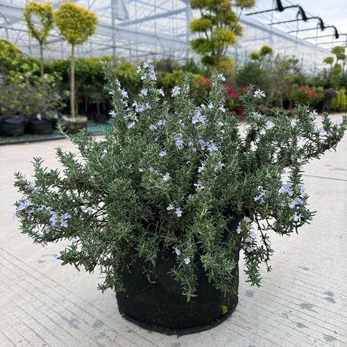 迷迭香盆栽 可食用香草基地直发  匍匐迷迭香 耐寒易养香草 包邮 - 图1