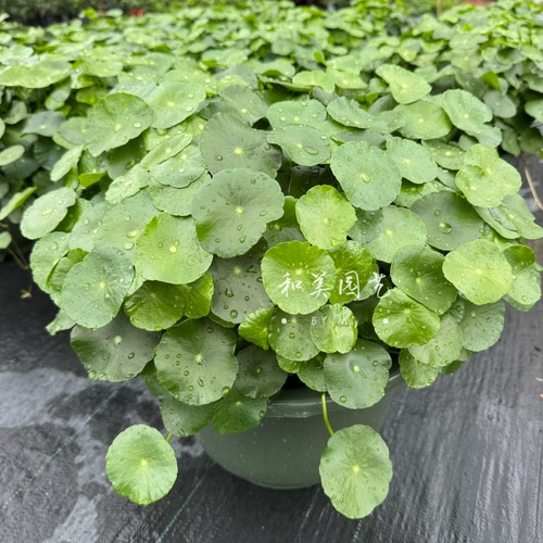 铜钱草盆栽 草 水培植物 四季常绿 大苗整盆带土带叶发货包邮 - 图0