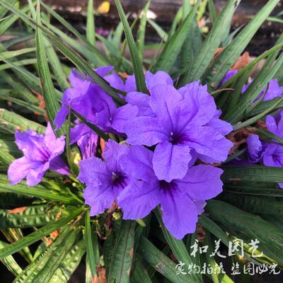 翠卢莉粉花翠芦莉盆栽蓝花草墨西哥矮牵牛多年生宿根耐热花期长 虎窝淘