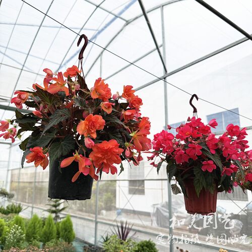 垂吊球根海棠 四季海棠盆栽 比格海棠 庭院阳台花卉花期较长 - 图2