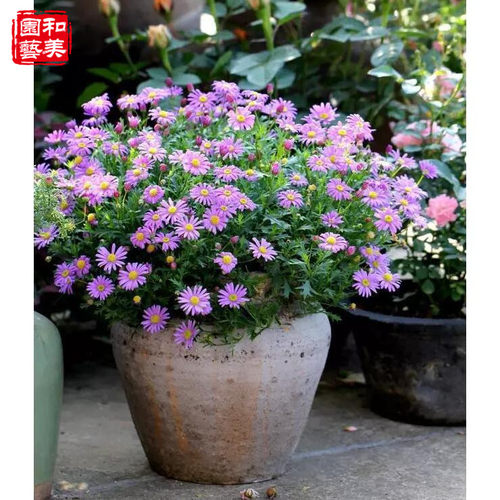 姬小菊盆栽 庭院阳台花卉 唯美清新五色菊 喜凉耐寒花期超长 包邮 - 图2