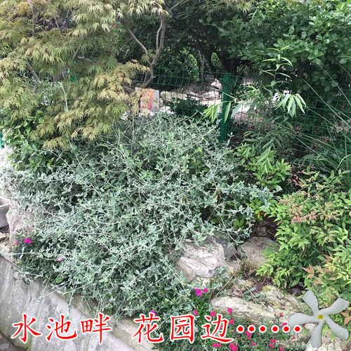 银色水果兰球 耐寒皮实多年生常绿观叶 银灰色花园花镜调色植物 - 图2