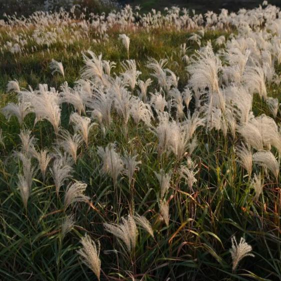 【正品22支1束】芦苇干花天然芦苇干花客厅摆设花落地干花小清新-图2