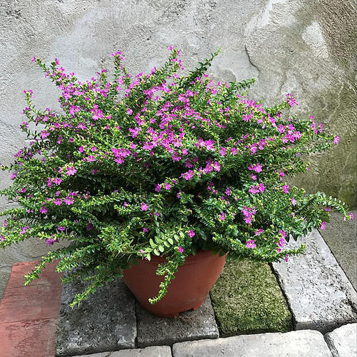 满天星花苗庭院植物阳台花卉四季花卉大叶满天星盆栽花卉 - 图1