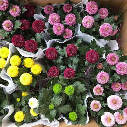 乒乓菊盆栽重瓣球菊花苗室内阳台开花植物带花花卉花期长耐寒 - 图1