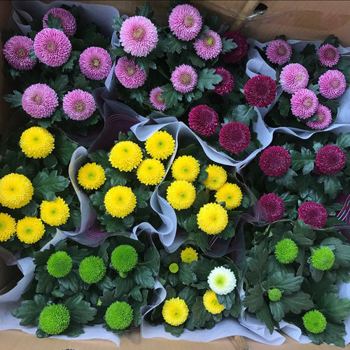 乒乓菊盆栽重瓣球菊花苗室内阳台开花植物带花花卉花期长耐寒 - 图0