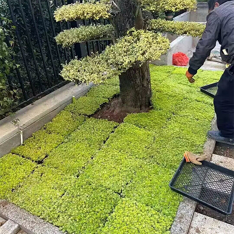 佛甲草方盘盆栽庭院花镜地被植物耐寒耐热花园造景铺面中华景天草-图0