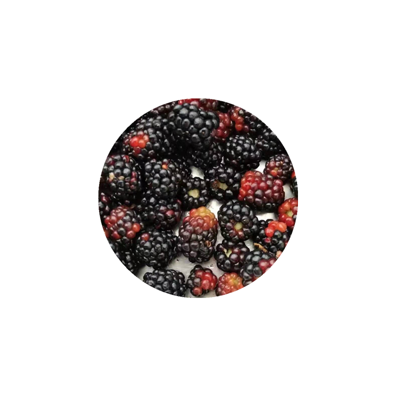 树莓果树盆栽爬藤山莓桑树苗庭院阳台多年生耐热耐寒当年结果黑莓 - 图3