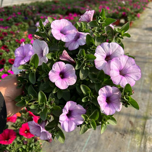 超级舞春牵牛花盆栽带花发货阳台庭院耐热花期长易爆花 - 图2