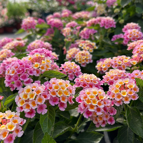 彩色五色梅盆栽 马樱丹 庭院阳台多年生夏季耐热花卉花期很长 - 图1