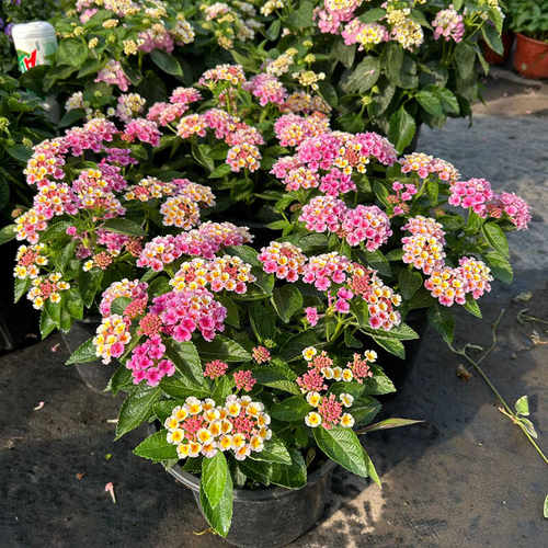 彩色五色梅盆栽 马樱丹 庭院阳台多年生夏季耐热花卉花期很长 - 图2
