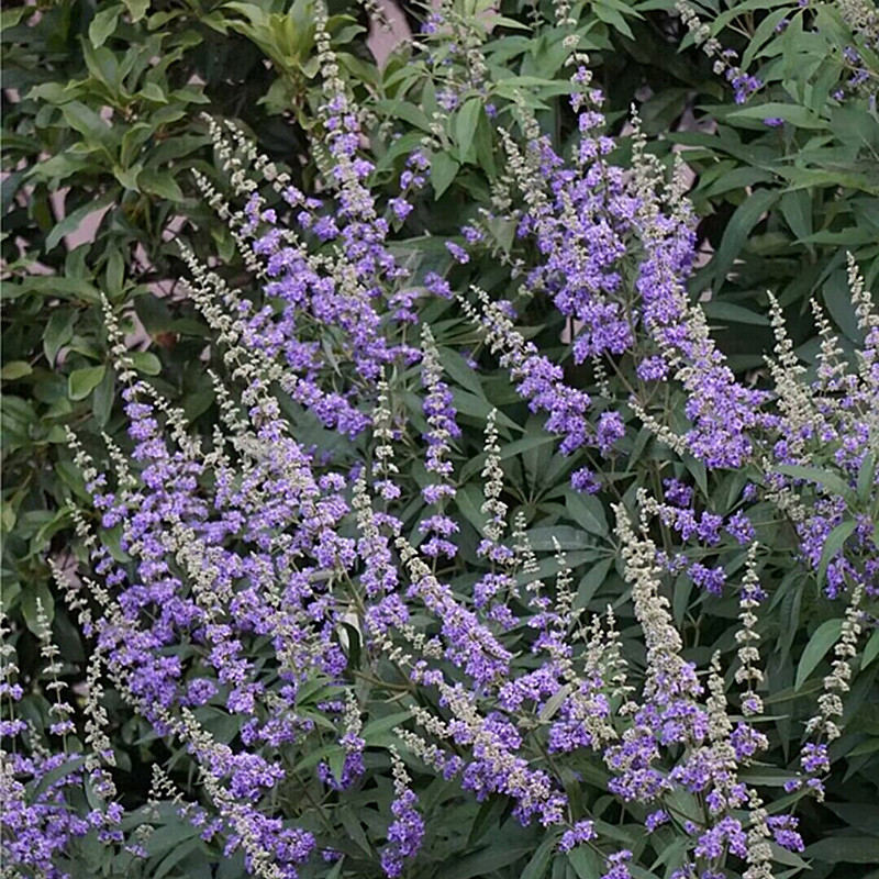 穗花牡荆盆栽多年生灌木花卉树状薰衣草阳台庭院花镜植物耐寒耐热 - 图3