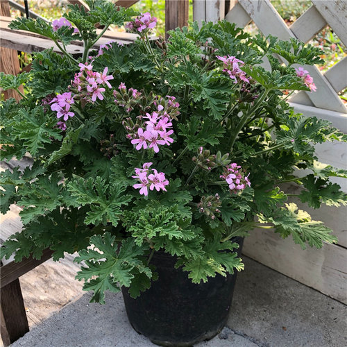 驱蚊草盆栽卧室室内驱蚊植物夏季防蚊子效果好大盆避蚊草绿植花卉-图1