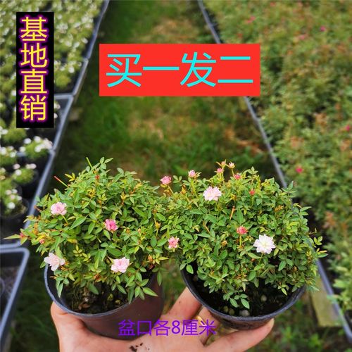 姬月季玫瑰超迷你微型植物桌面盆栽室内阳台绿植花卉盆景四季开花 - 图0