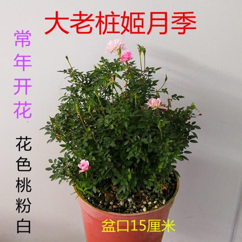 姬月季日本姬乙女四季开花迷你微月季盆栽阳台桌面绿植花卉带花苞-图2