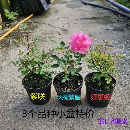 姬月季玫瑰超迷你微型植物桌面盆栽室内阳台绿植花卉盆景四季开花 - 图2