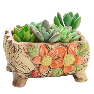 多肉植物组合盆栽超萌多肉花肉肉植物含盆带土绿植多肉花盆送铺面 虎窝淘