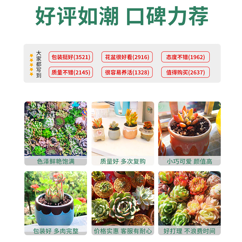 多肉植物花盆套装组合盆栽绿植花卉室内肉肉玫瑰包邮特价清仓含盆-图2