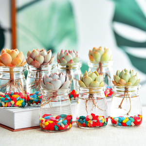 水培多肉室内植物水培植物