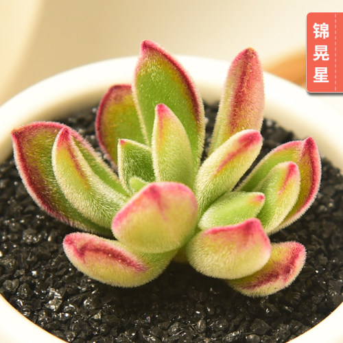 大和锦 多肉植物批发组合盆栽绿植肉嘟嘟肉肉室内植物盆景 - 图2