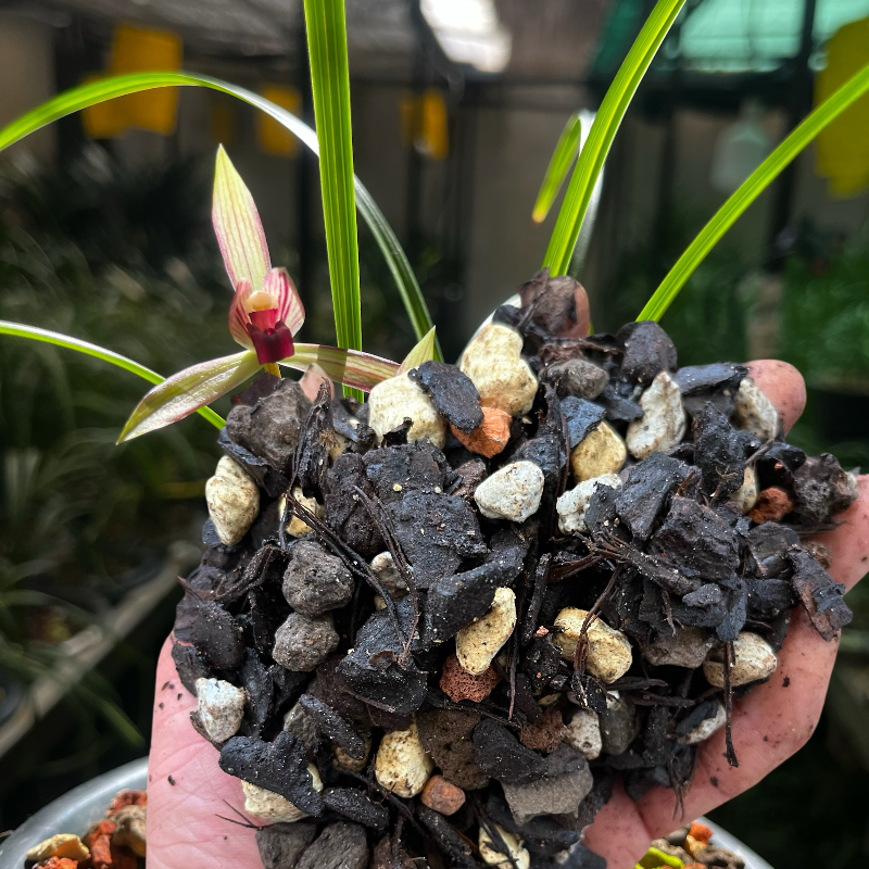 精品兰花土专用植料兰花专用土君子兰石斛蝴蝶兰花土松树皮植金石 - 图2