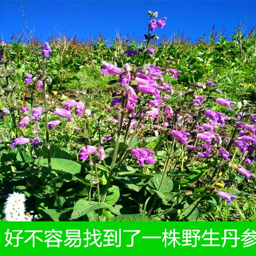 甘肃野生丹参500g克包邮深山采挖紫丹参8-9年生长整根发货 - 图1