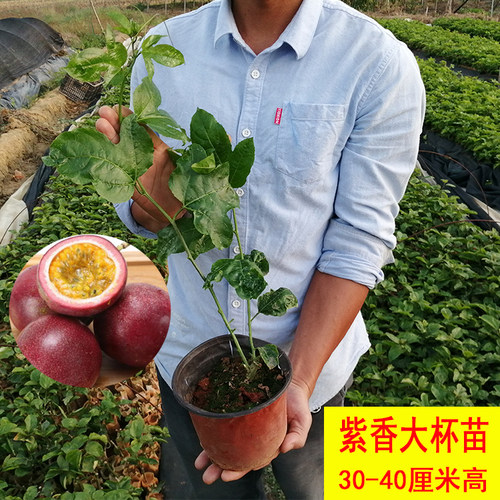 百香果苗黄金果台农果树苗新品种当年结果多年生易成活南北方种植 - 图3
