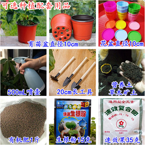 驱蚊草种子草花种籽阳台盆栽庭院除虫菊艾草四季播驱蚊植物组合 - 图2