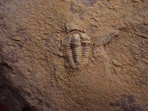 The three-leafworm fossil Scheiden and the wee worm.