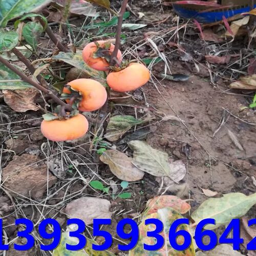 柿子树苗嫁接的阳丰甜柿子苗南方北方种植庭院盆栽地栽果树苗包活 - 图1