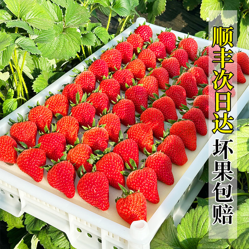 丹东99大红颜草莓3斤孕妇牛奶草梅礼盒新鲜当季水果草莓整箱包邮