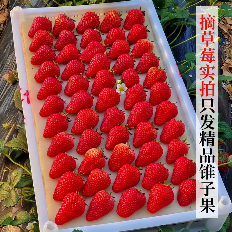 丹东99大红颜草莓3斤孕妇牛奶草梅礼盒新鲜当季水果草莓整箱包邮