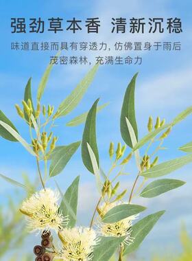 绿花白千层精油单方香芬清新空气