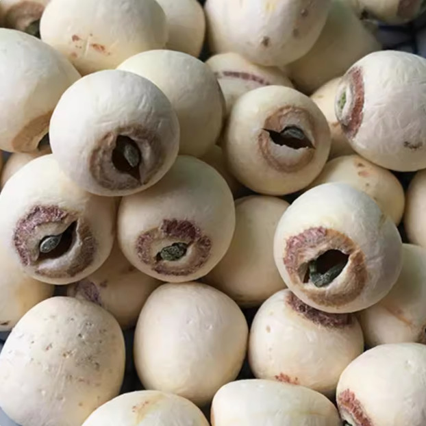 莲子带芯干货官方旗舰店中药材无硫特级野生优质白结婚用500g批发,淘宝优惠券,粉丝福利购,淘宝优惠卷