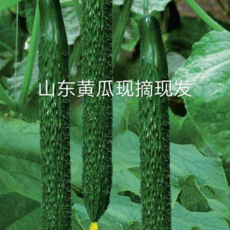 现摘黄瓜带刺山东农家蔬菜新鲜生吃孕妇辅食绿瓤青瓜3斤5斤包邮-图1