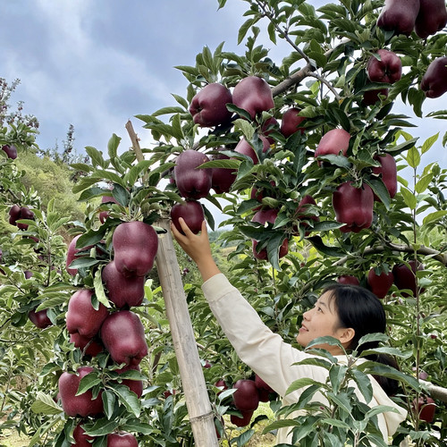正宗甘肃天水花牛苹果当季顺丰包邮新鲜粉面（26年9月新果上市） - 图1