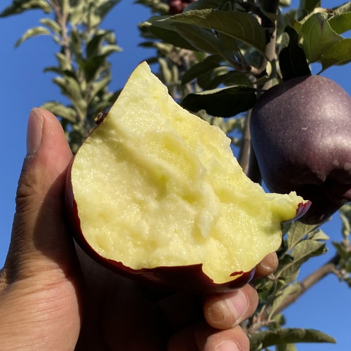 正宗甘肃天水花牛苹果当季顺丰包邮新鲜粉面（26年9月新果上市） - 图0