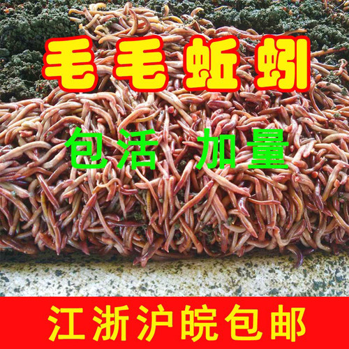 蚯蚓活饵鲜活散装盒装红蚯蚓1斤活体钓鱼饵料红虫种苗毛毛蚯蚓 - 图3
