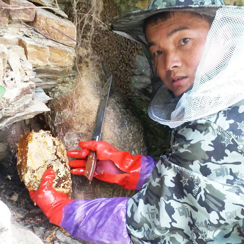 神农架野外蜂巢岩洞野外嚼着吃洞穴非养殖巢蜜天岩山洞盒装500克 - 图0