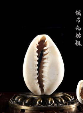 夏商周时期大型天然原始贝币