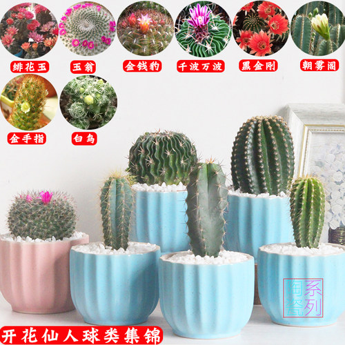 多肉植物开花仙人球盆栽办公室内桌面仙人掌芦荟肉肉类盆景 - 图0
