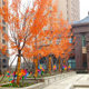 Red maple leaves, artificial maple leaf branches, decorative artificial tree leaves