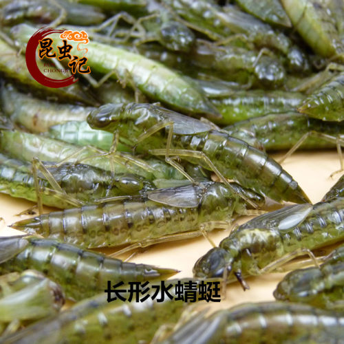 新鲜水蝎子食用昆虫水蜻蜓 生鲜运输 佐酒佳品昆虫记 - 图1
