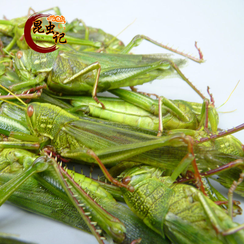 蹬倒山大蚂蚱 绿色棉蝗蚂蚱 牛蚂蚱 蝗虫  蚱蜢食用昆虫生鲜运输