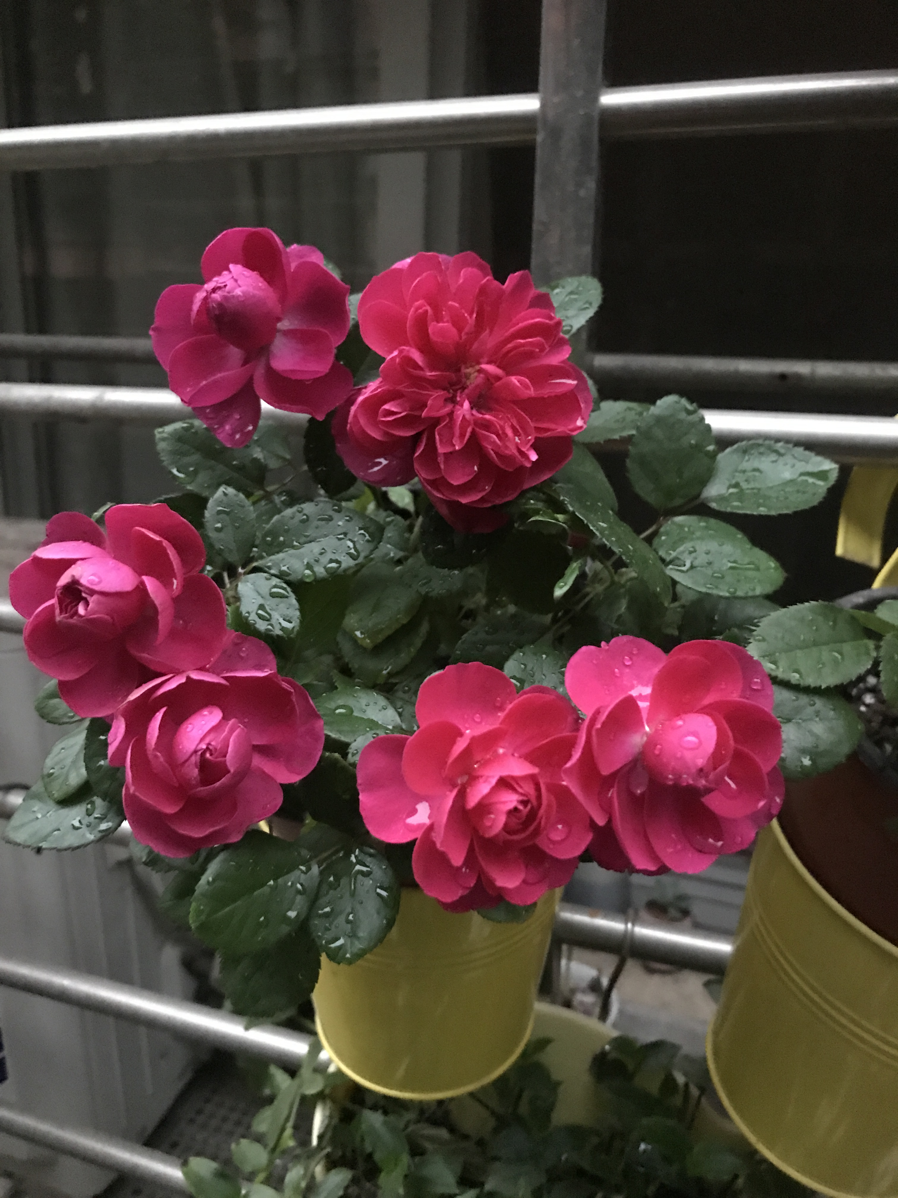 美抚子园艺香奈儿月季花苗荷兰阳台系列多花微型玫瑰盆栽耐雨淋美抚子园艺0