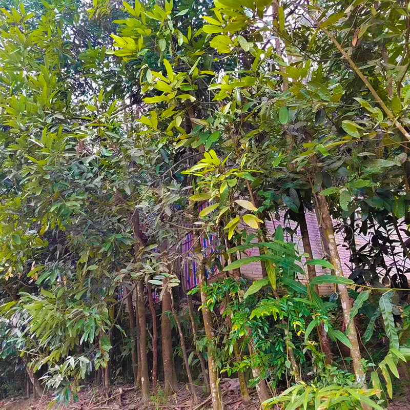 桂枝中药材正品广西纯野生桂枝尖500g嫩桂枝味浓特细条原产地发货_虎窝淘