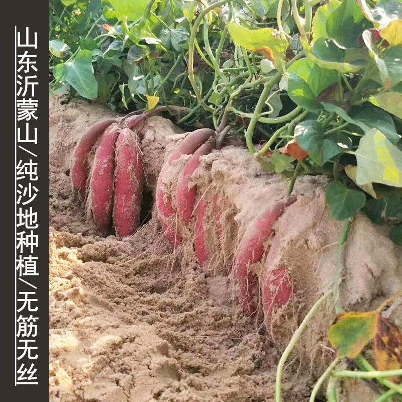 2025年当季现挖新鲜正宗山东烟薯25号蜜薯农家烤红薯地瓜糖心流油