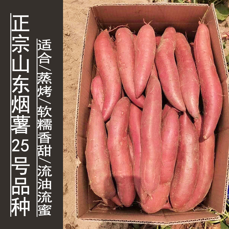 2025年当季现挖新鲜正宗山东烟薯25号蜜薯农家烤红薯地瓜糖心流油