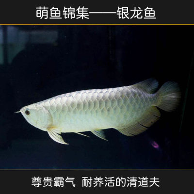 家和水族银龙鱼金龙鱼红龙鱼观赏鱼热带鱼大型风水鱼中型鱼活体鱼 虎窝淘